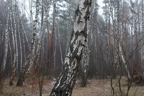 Birch Forest Evening Cloudy Weather — Fotografia de Stock