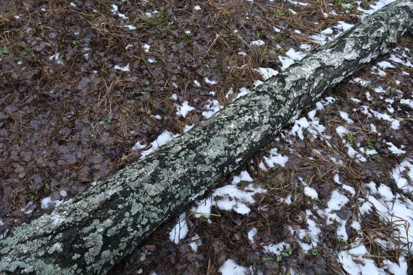 Arbres Brisés Dans Forêt Hiver — Photo