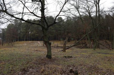 Soğuk sonbahar ormanı, yağmurlu orman 