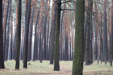 Çam ormanında sıcak kış 