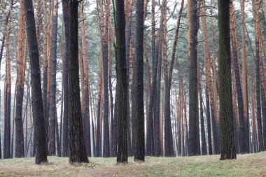 Çam ormanında sıcak kış 