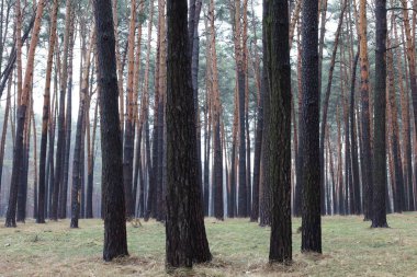 Çam ormanında sıcak kış 