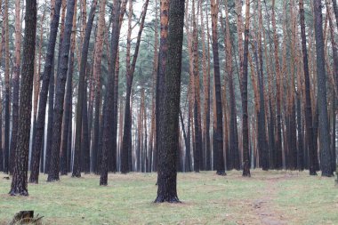 Çam ormanında sıcak kış 