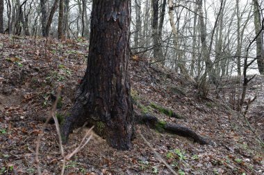 Soğuk sonbahar ormanı, yağmurlu orman 