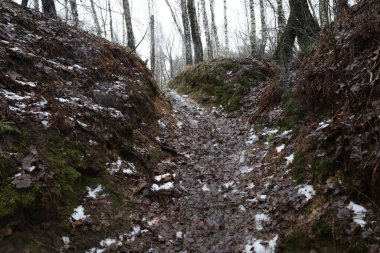 Kış ormanlarında yol, sıcak kış