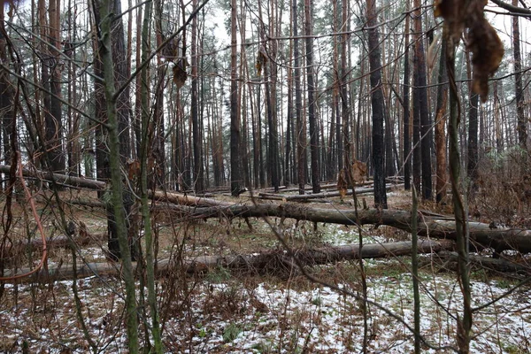 Hiver Chaud Dans Forêt Pins — Photo