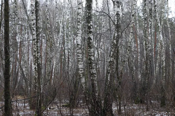 Birch Het Winter Forest — Stockfoto