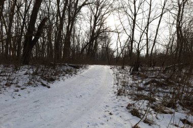 Kış ormanında kuru bir gün.