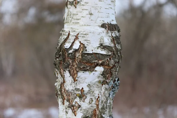 Kış Orman Huş Ağacı — Stok fotoğraf