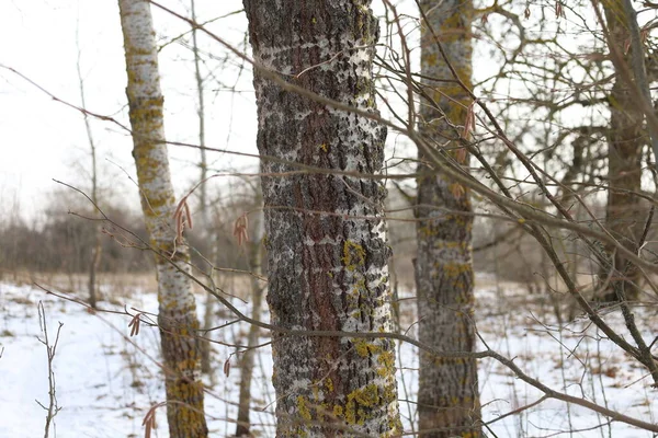 Téli Erdő Mohával Borított Fával — Stock Fotó