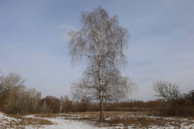 kış orman huş ağacı