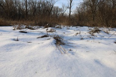 Kış ormanında kuru bir gün.