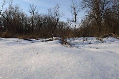 Kış ormanında kuru bir gün.