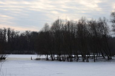 Kış ormanında kuru bir gün.