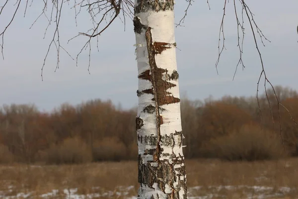 Birch Winter Forest — Stock Photo, Image