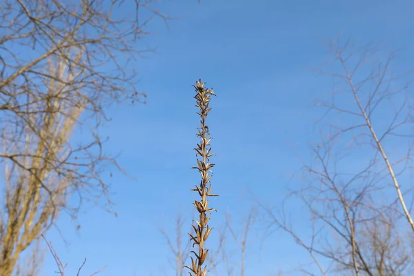 Trockene Pflanzen Wintersonnigen Wald — Stockfoto