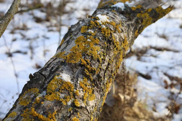 Winterwald Mit Moosbewachsenem Baum — Stockfoto