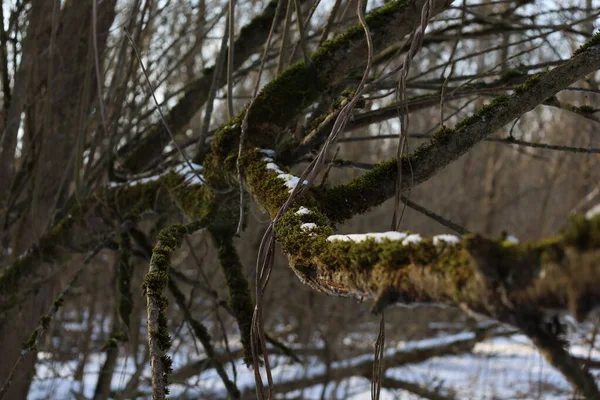 Winterwald Mit Moosbewachsenem Baum — Stockfoto