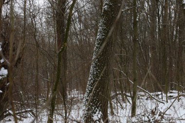 Kış karla kaplı orman 