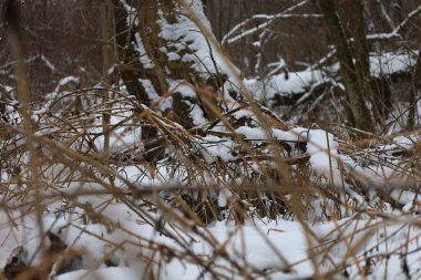 Kış karla kaplı orman 