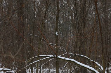 Kış ormanında kuru bir gün.