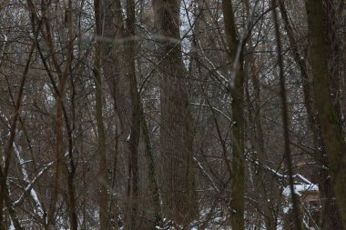 Kış ormanında kuru bir gün.