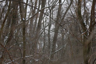 Kış ormanında kuru bir gün.