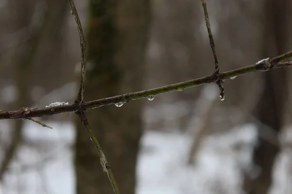 Kropla Wody Zimowym Lesie — Zdjęcie stockowe