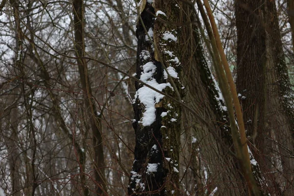 Foresta Innevata Invernale — Foto Stock