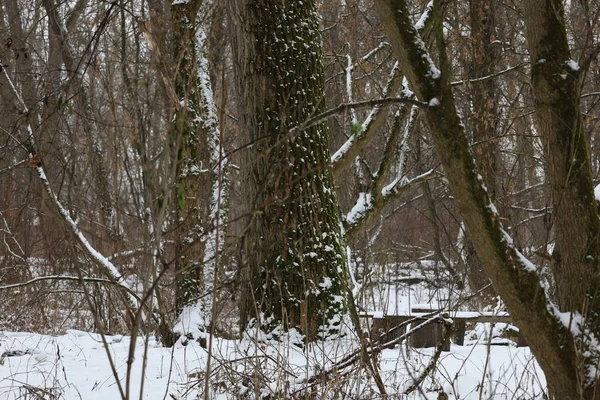 冬季积雪覆盖森林 — 图库照片