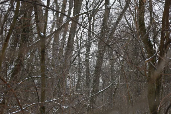 Kış ormanında kuru bir gün.