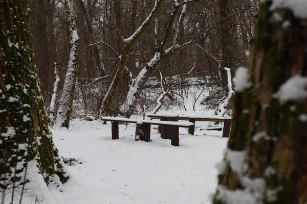 Resting Place Winter Forest — стоковое фото