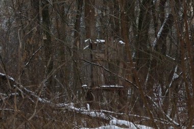 Karlı kış ormanı 