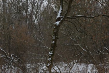 Kış ormanında kuru bir gün.