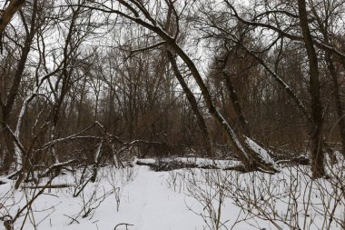 Kış ormanında kuru bir gün.