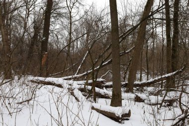 Kış ormanında kuru bir gün.