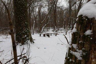 Kış ormanında dinlenme yeri