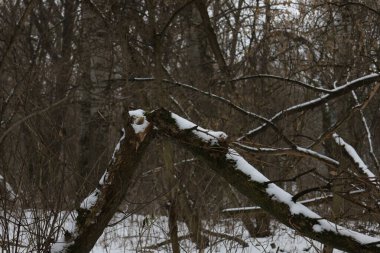 Kış ormanında kuru bir gün.