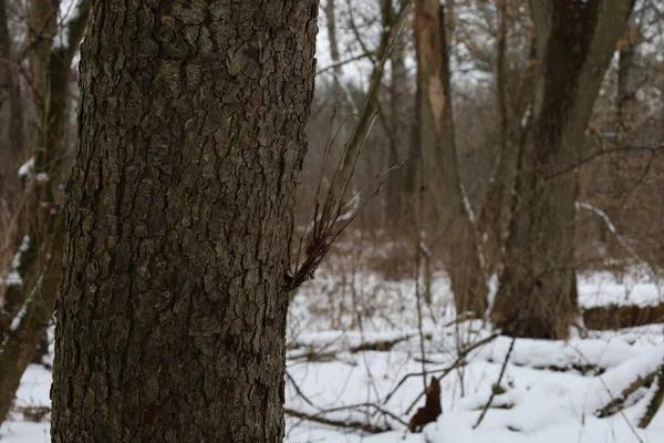 Journée Sèche Dans Forêt Hiver — Photo