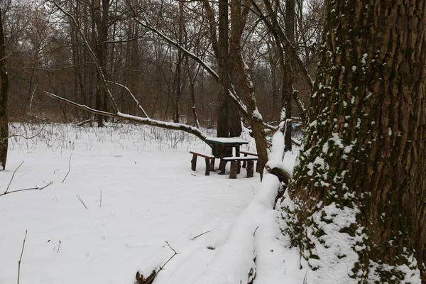 Resting Place Winter Forest — стоковое фото