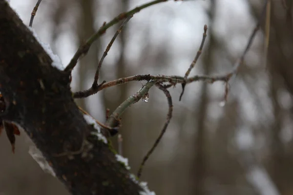 Waterdruppel Het Winterbos — Stockfoto