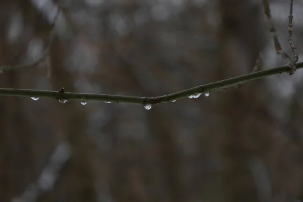 Goccia Acqua Nella Foresta Invernale — Foto Stock