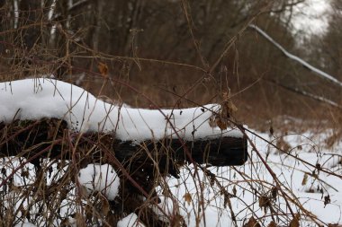 Yosun kaplı kış ormanı