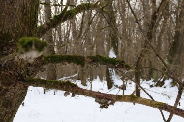 Yosun kaplı kış ormanı