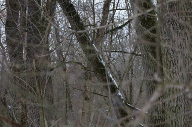 Kış ormanında kuru bir gün.