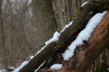 Yosun kaplı kış ormanı