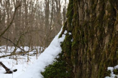Yosun kaplı kış ormanı