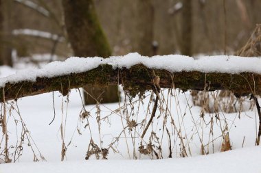 Yosun kaplı kış ormanı