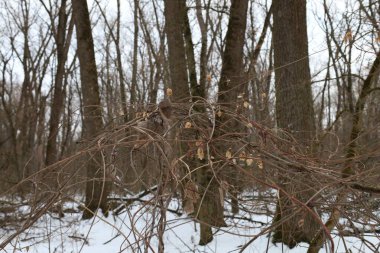 Kış ormanında kuru bir gün.