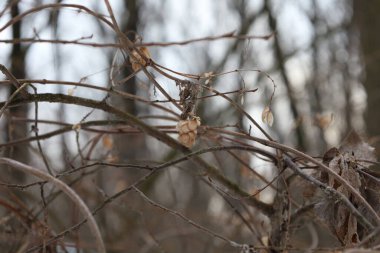 Kış ormanındaki kuru bitkiler.